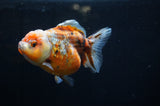 Yuan Bao Oranda  Blue 4 Inch (ID#304Yb10b-57) Free2Day SHIPPING