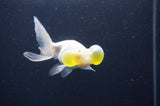 Bubble Eye  White 4 Inch (ID#404Be12c-77) Free2Day SHIPPING