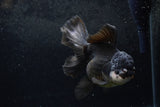 Thai Oranda  Panda 5.5 Inch (ID#1217To6b-85)