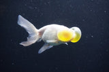 Bubble Eye  White 4 Inch (ID#404Be12c-77) Free2Day SHIPPING