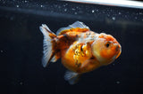 Yuan Bao Oranda  Blue 4 Inch (ID#304Yb10b-57) Free2Day SHIPPING