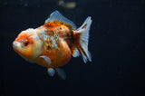 Yuan Bao Oranda  Blue 4 Inch (ID#304Yb10b-57) Free2Day SHIPPING
