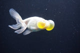 Bubble Eye  White 4 Inch (ID#404Be12c-77) Free2Day SHIPPING