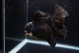 Thai Oranda  Panda 5.5 Inch (ID#1217To6b-85)