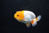 Juvenile Lionchu  Red White 3.5 Inch (ID#1112R11b-17) Free2Day SHIPPING