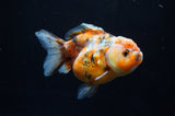 Yuan Bao Oranda  Blue 4 Inch (ID#304Yb10b-57) Free2Day SHIPPING