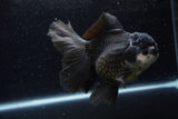 Thai Oranda  Panda 5.5 Inch (ID#1217To6b-85)