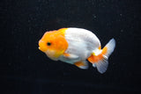 Juvenile Lionchu  Red White 3.5 Inch (ID#1112R11b-17) Free2Day SHIPPING