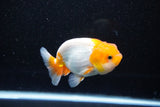 Juvenile Lionchu  Red White 3.5 Inch (ID#1112R11b-17) Free2Day SHIPPING