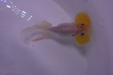Bubble Eye  White 4 Inch (ID#404Be12c-77) Free2Day SHIPPING