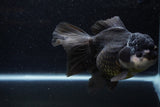 Thai Oranda  Panda 5.5 Inch (ID#1217To6b-85)