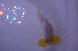 Bubble Eye  White 4 Inch (ID#404Be12c-77) Free2Day SHIPPING