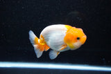 Juvenile Lionchu  Red White 3.5 Inch (ID#1112R11b-17) Free2Day SHIPPING