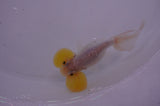 Bubble Eye  White 4 Inch (ID#404Be12c-77) Free2Day SHIPPING