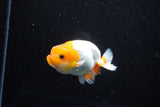 Juvenile Lionchu  Red White 3.5 Inch (ID#1112R11b-17) Free2Day SHIPPING