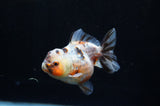 Yuan Bao Oranda  Calico 3.5 Inch (ID#304Yb10b-58) Free2Day SHIPPING