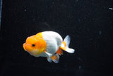 Juvenile Lionchu  Red White 3.5 Inch (ID#1112R11b-17) Free2Day SHIPPING