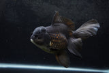 Thai Oranda  Black 6.5 Inch (ID#1217To6b-86)