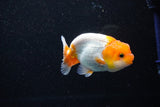 Juvenile Lionchu  Red White 3.5 Inch (ID#1112R11b-17) Free2Day SHIPPING