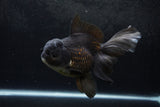 Thai Oranda  Black 6.5 Inch (ID#1217To6b-86)