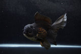 Thai Oranda  Black 6.5 Inch (ID#1217To6b-86)