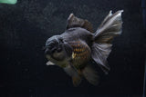 Thai Oranda  Black 6.5 Inch (ID#1217To6b-86)