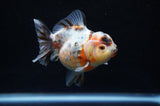 Yuan Bao Oranda  Calico 3.5 Inch (ID#304Yb10b-58) Free2Day SHIPPING
