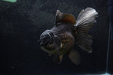 Thai Oranda  Black 6.5 Inch (ID#1217To6b-86)