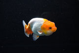 Juvenile Lionchu  Red White 3.5 Inch (ID#1112R11b-17) Free2Day SHIPPING