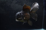 Thai Oranda  Black 6.5 Inch (ID#1217To6b-86)