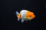 Juvenile Lionchu  Red White 3.5 Inch (ID#1112R11b-17) Free2Day SHIPPING