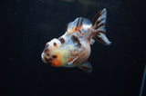 Yuan Bao Oranda  Calico 3.5 Inch (ID#304Yb10b-58) Free2Day SHIPPING