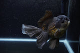 Thai Oranda  Black 6.5 Inch (ID#1217To6b-86)