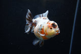 Yuan Bao Oranda  Calico 3.5 Inch (ID#304Yb10b-58) Free2Day SHIPPING