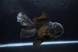 Thai Oranda  Black 6.5 Inch (ID#1217To6b-86)