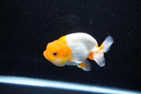 Juvenile Lionchu  Red White 3.5 Inch (ID#1112R11b-17) Free2Day SHIPPING