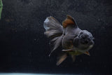 Thai Oranda  Black 6.5 Inch (ID#1217To6b-86)