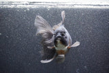 Thai Oranda  Black 6 Inch (ID#1011To6b-108)