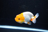 Juvenile Lionchu  Red White 3.5 Inch (ID#1112R11b-17) Free2Day SHIPPING