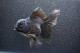 Thai Oranda  Black 6 Inch (ID#1011To6b-108)