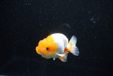 Juvenile Lionchu  Red White 3.5 Inch (ID#1112R11b-17) Free2Day SHIPPING