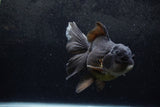 Thai Oranda  Black 6.5 Inch (ID#1217To6b-86)