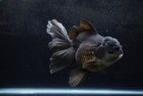 Thai Oranda  Black 6.5 Inch (ID#1217To6b-86)