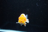 Juvenile Lionchu  Red White 3.5 Inch (ID#1112R11b-17) Free2Day SHIPPING