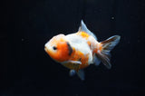 Yuan Bao Oranda  Calico 4 Inch (ID#304Yb10b-59) Free2Day SHIPPING