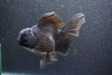 Thai Oranda  Black 6 Inch (ID#1011To6b-108)