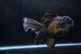 Thai Oranda  Black 6.5 Inch (ID#1217To6b-86)