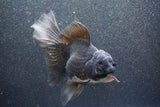 Thai Oranda  Black 6 Inch (ID#1011To6c-108)