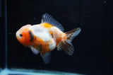 Yuan Bao Oranda  Calico 4 Inch (ID#304Yb10b-59) Free2Day SHIPPING