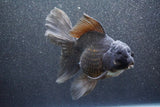 Thai Oranda  Black 6 Inch (ID#1011To6b-108)